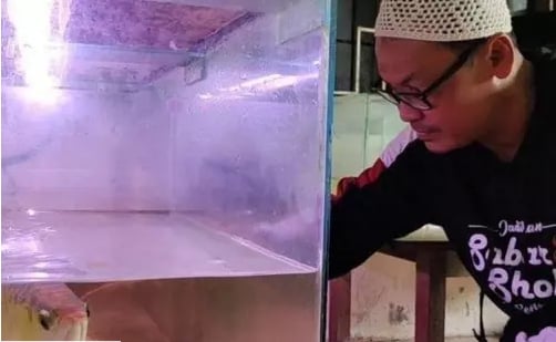 一道3萬元的菜!印尼男返家「超貴金龍魚失蹤」秒見兒子端出一盤煎魚