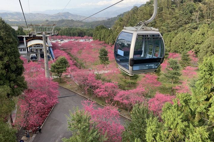 搭乘日月潭纜車飽覽櫻花美景。 圖:九族文化村/提供