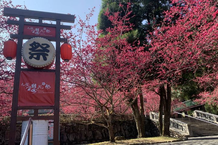 春櫻盛開/日月潭櫻花季 2月初浪漫登場