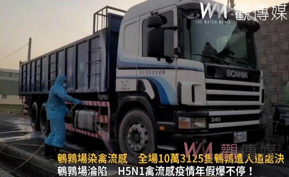 影/鹿港鎮鵪鶉場染禽流感 全場10萬3125隻鵪鶉遭人道處決