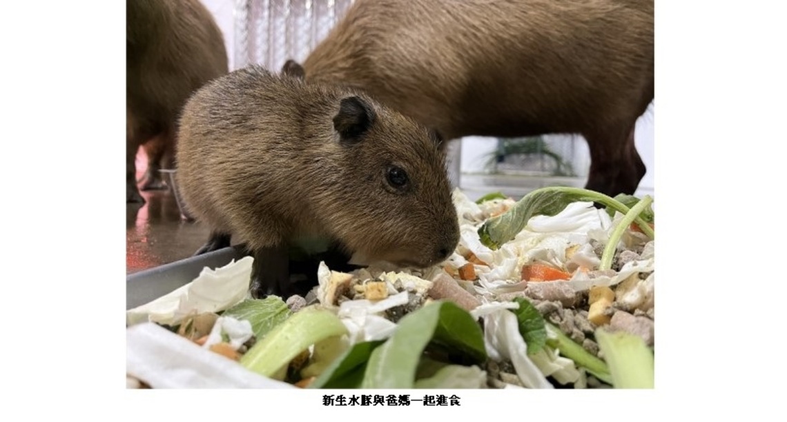 壽山動物園水豚家族喜獲麟兒 命名票選活動2月起跑