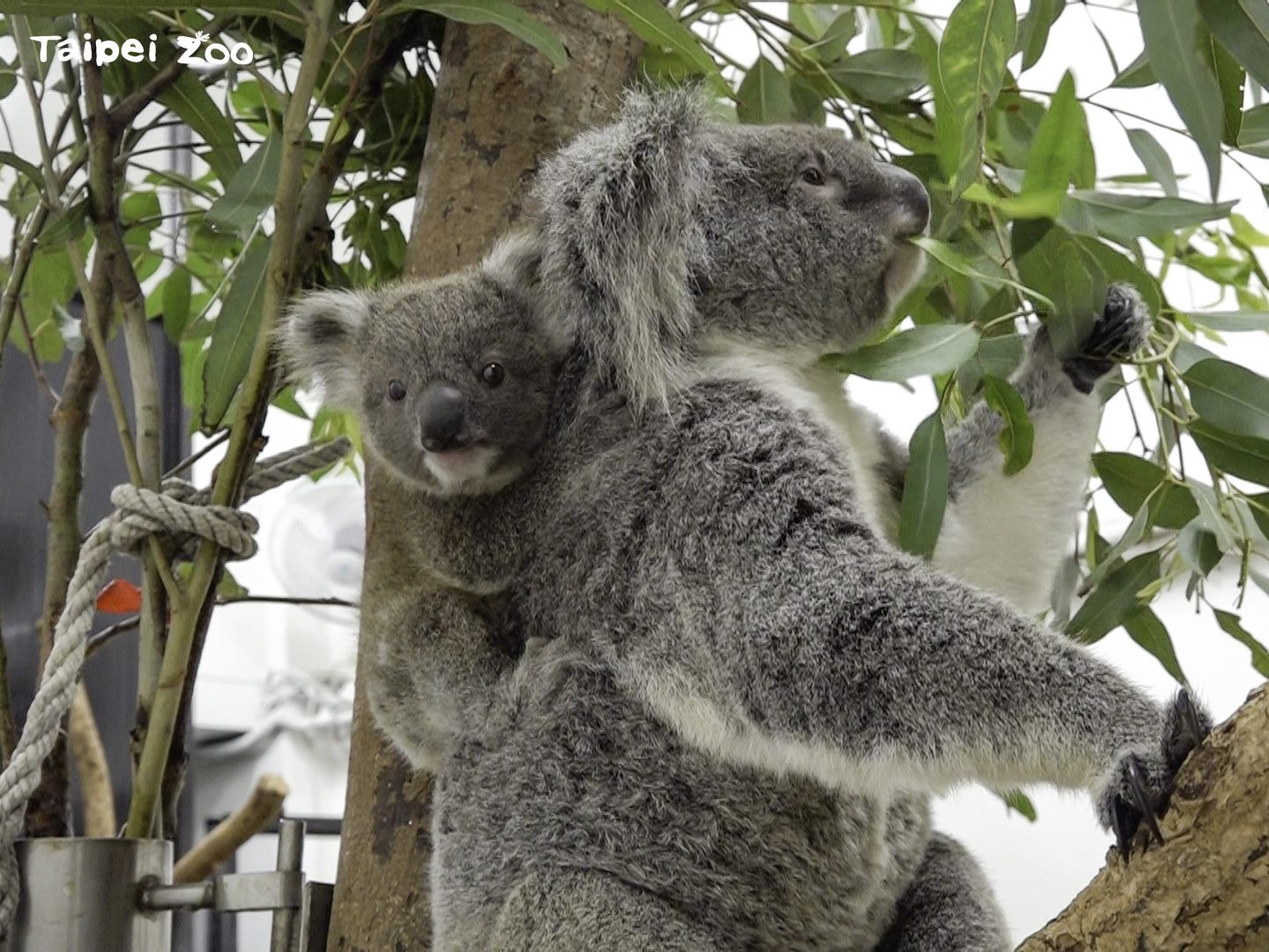 北市動物園無尾熊寶寶現身 與媽媽享受親子日光浴