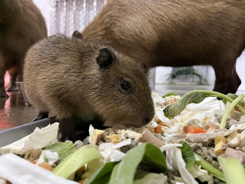 壽山動物園迎來水豚寶寶 命名票選活動二月起跑