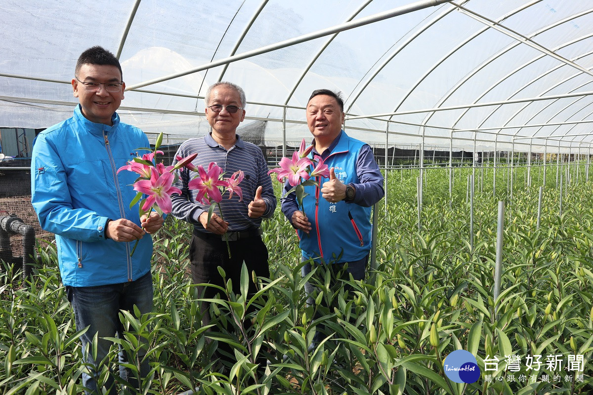 員林八卦山脈香水百合優雅綻放 香氣濃郁芬芳送禮自用兩相宜
