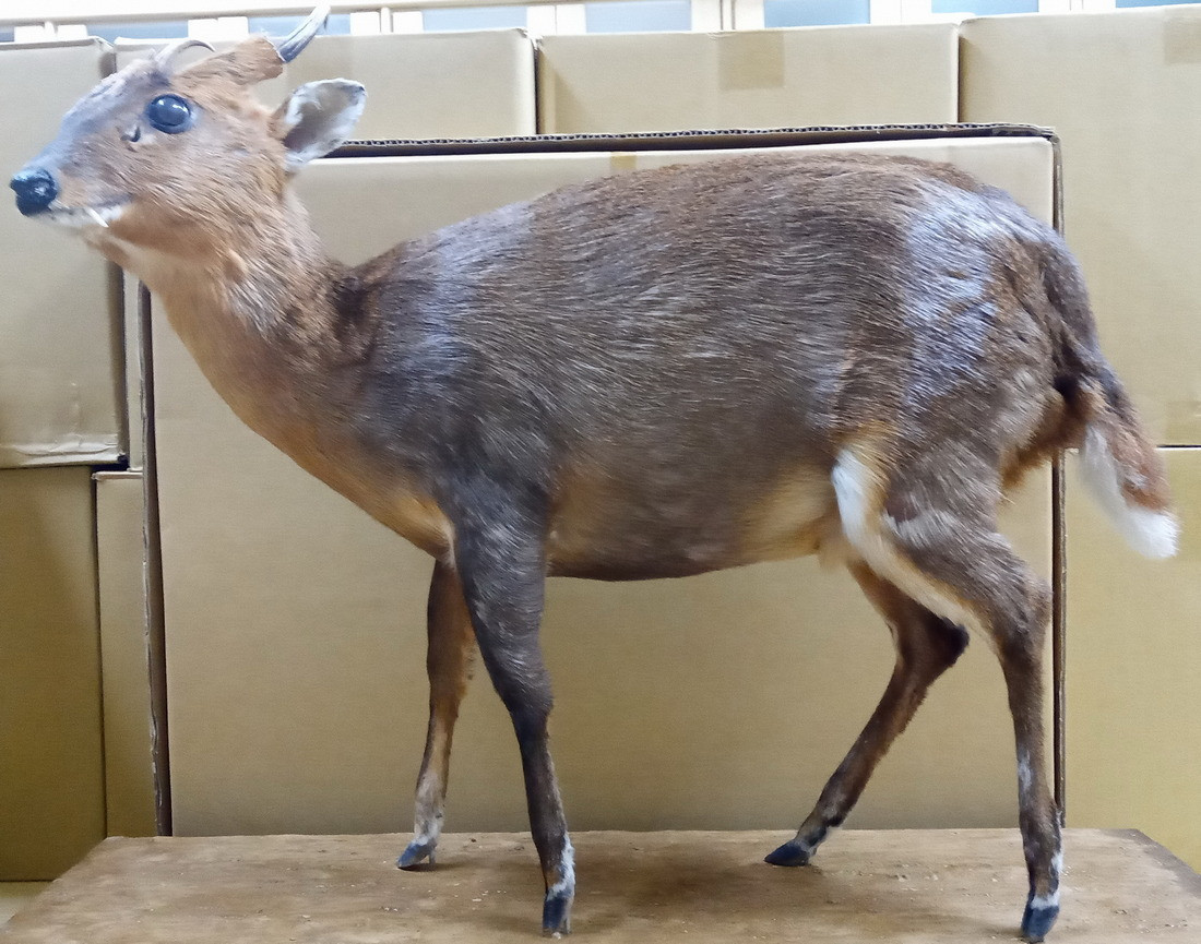縱橫山林的忍者-玉山哺乳類動物特展,展出臺灣山羌標本。(圖片/玉管處提供)