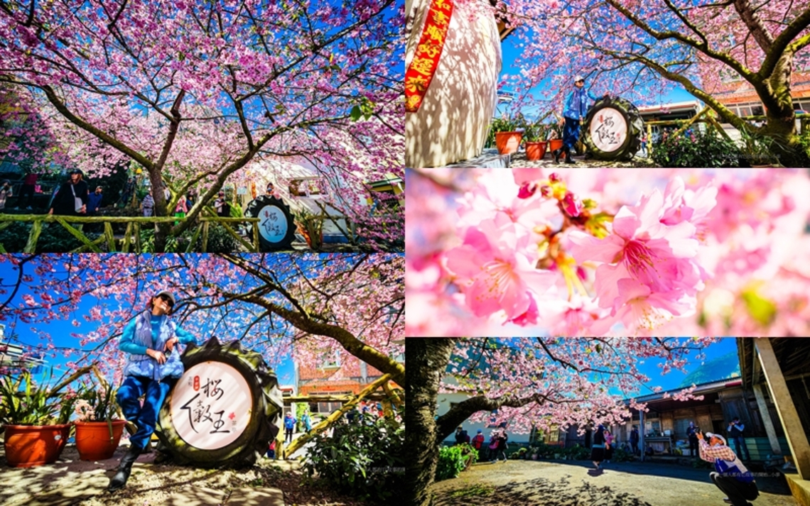 夢幻粉紅吸引遊客賞櫻趣!嘉義縣太和村14年「櫻王」河津櫻現在正是盛開