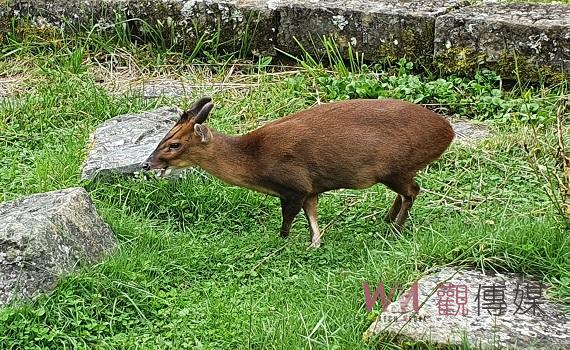 遇見縱橫山林的忍者 玉山哺乳類動物特展