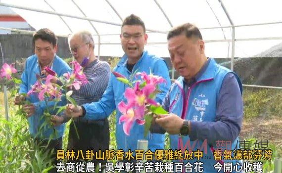 影/員林八卦山脈香水百合優雅綻放中 香氣濃郁芬芳