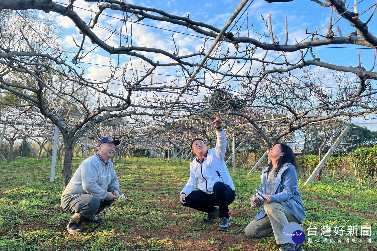 關心寒流對於桃園市農作物的影響,桃園市政府農業局長陳冠義前往楊梅關心果農狀況。