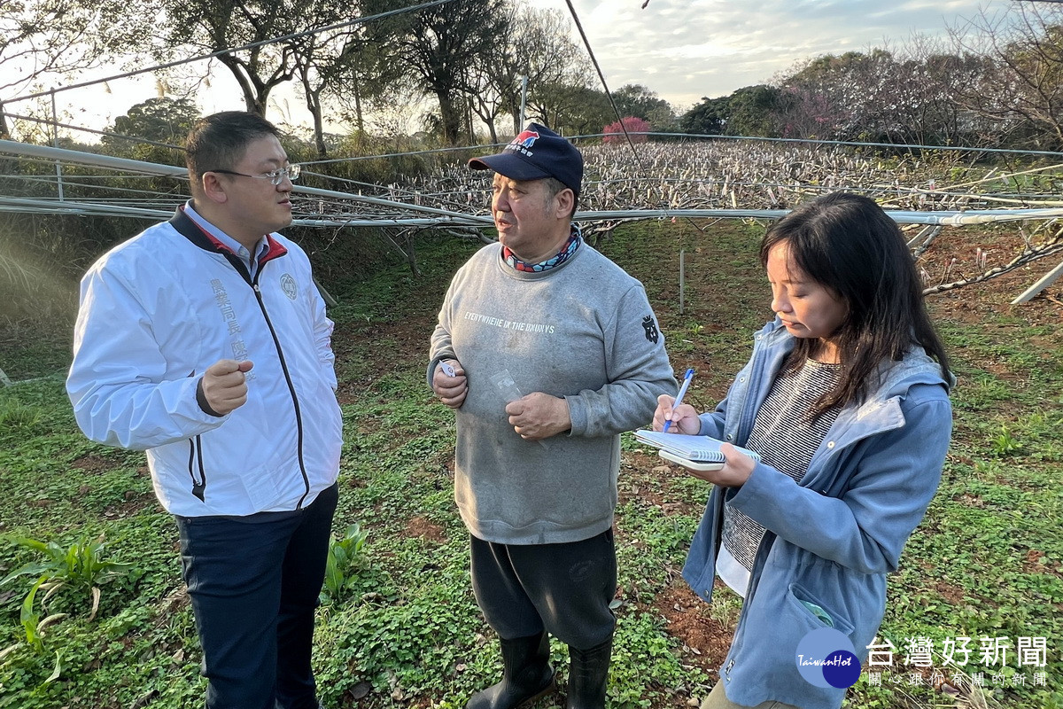 關心寒流對於桃園市農作物的影響,桃園市政府農業局長陳冠義前往楊梅關心果農狀況。
