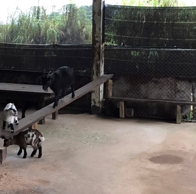 羊隻飼養環境裝設木橋以提高環境豐富度 (1).jpg