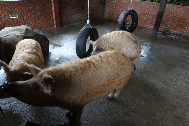 豬隻飼養環境擺設輪胎以提高環境豐富度 (1).jpg