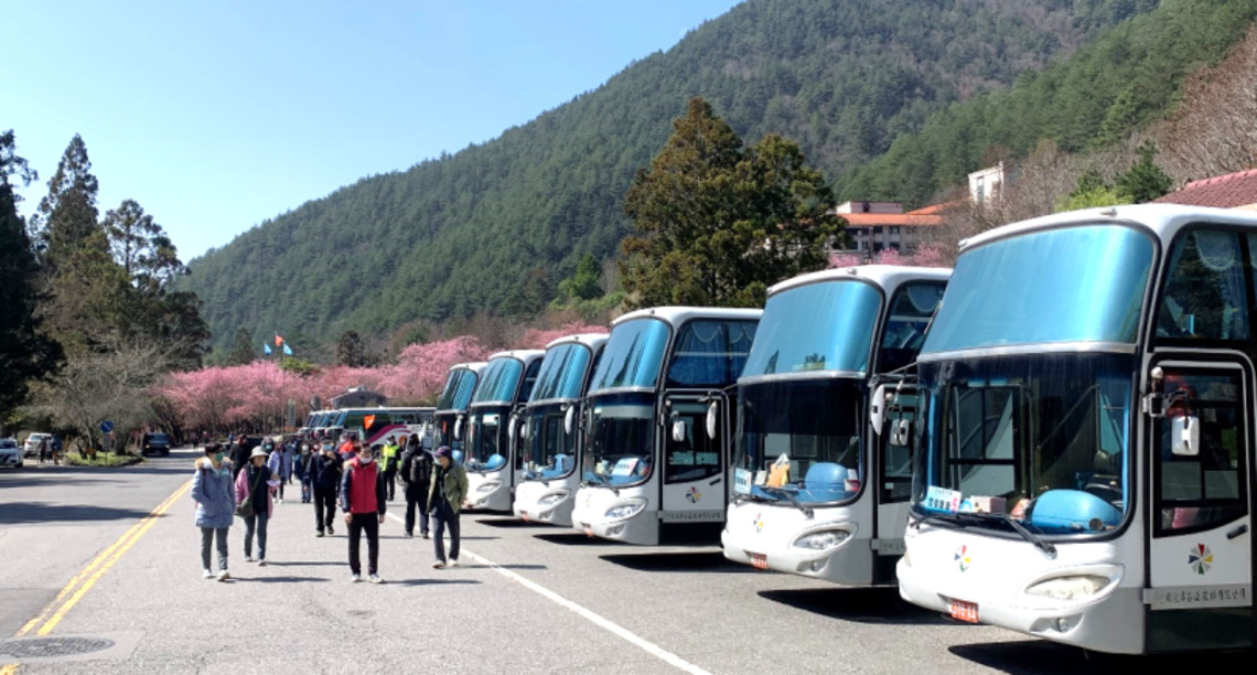 武陵農場賞櫻趣 中市交通局推APP預約賞櫻專車