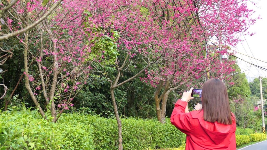 春神來臨之際,賞花、追夕陽、吃美食、泡溫泉正夯!位於淡水漁人碼頭的福容飯店推出「春遊淡水住房專案」
