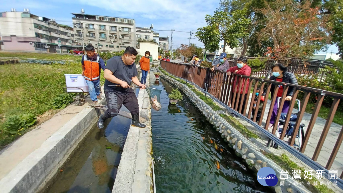 台中市議員吳呈賢服務處處長吳建將錦鯉放養至四塊厝溝水岸公園生態池。