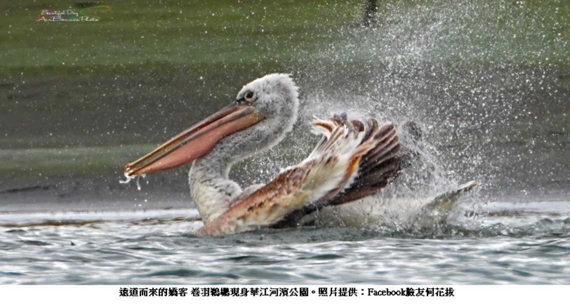 遠道而來的嬌客 卷羽鵜鶘現身板橋華江河濱公園