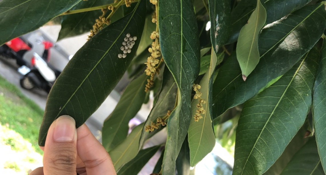 「椿」來了 花蓮縣府呼籲把握防治時機