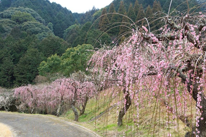 日本佐賀2~3月粉色浪漫 6大賞梅景點一次網羅