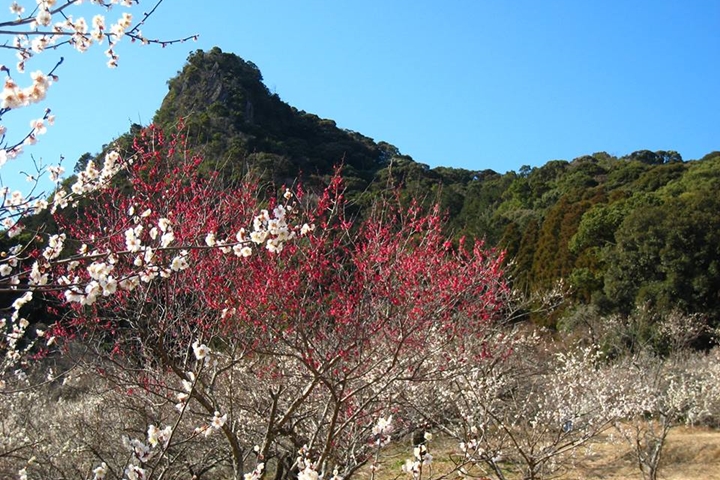 日本佐賀2~3月粉色浪漫 6大賞梅景點一次網羅