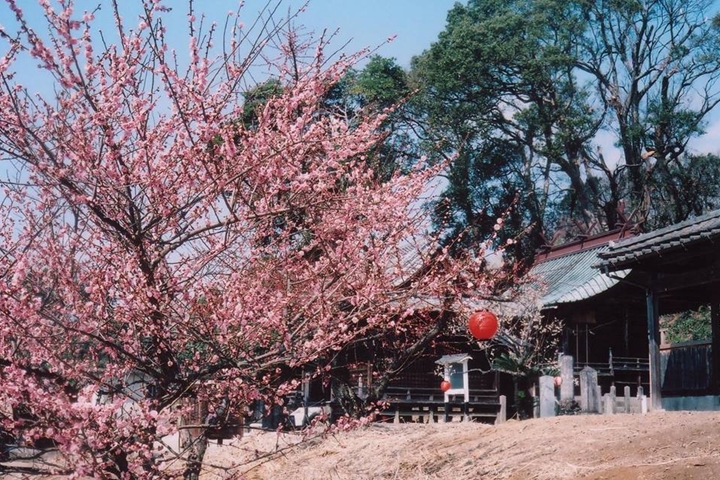 日本佐賀2~3月粉色浪漫 6大賞梅景點一次網羅