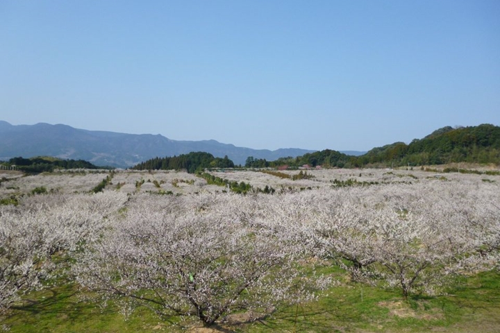 日本佐賀2~3月粉色浪漫 6大賞梅景點一次網羅