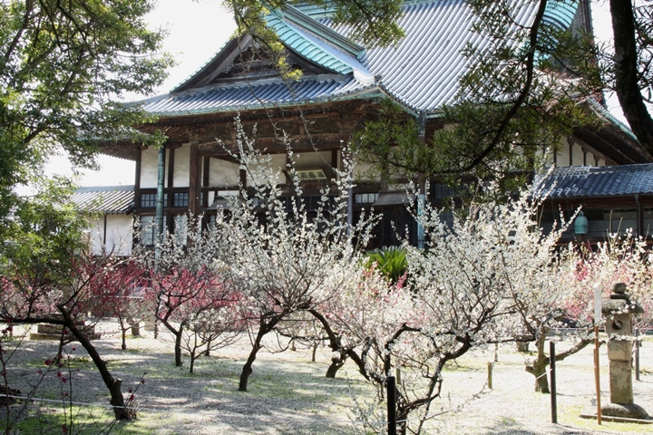日本佐賀2~3月粉色浪漫 6大賞梅景點一次網羅