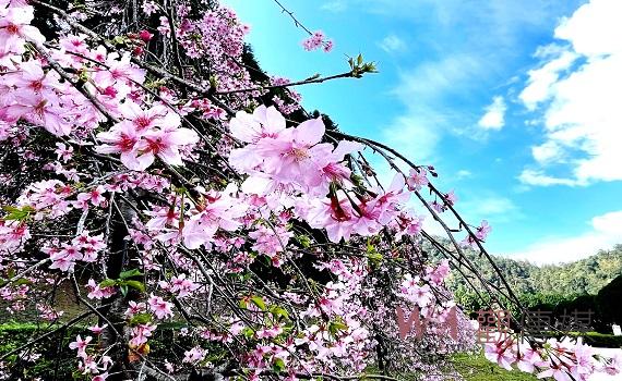 台灣最大賞櫻盛會-九族櫻花祭2月6日正式登場