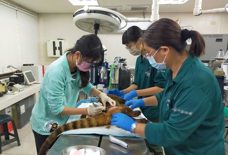 漾新聞|浣熊咬死浣熊 國民黨團斥責市府砸大錢做門面卻未落實優質動物養護