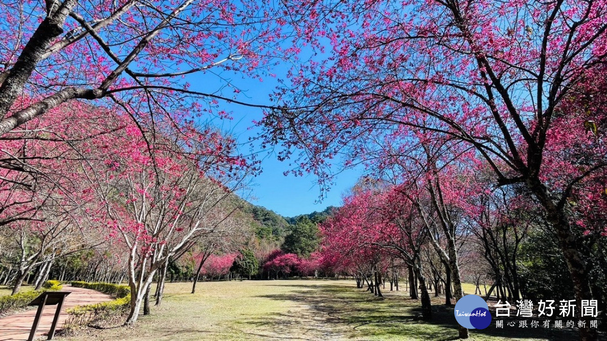 112年2月3日奧萬大之櫻花花況 。(圖片/南投林管處提供)