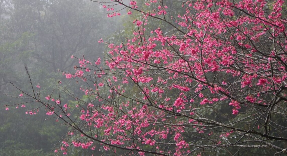 石碇賞櫻秘境二格公園 遠離塵囂賞櫻好去處!