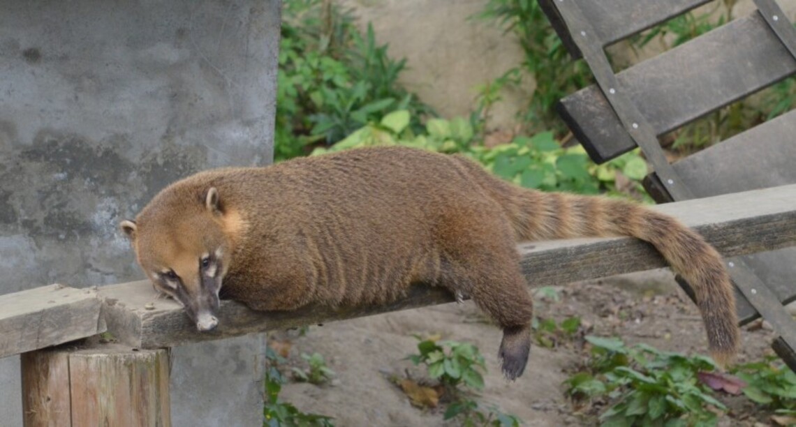 壽山動物園長鼻浣熊內鬥 致一死