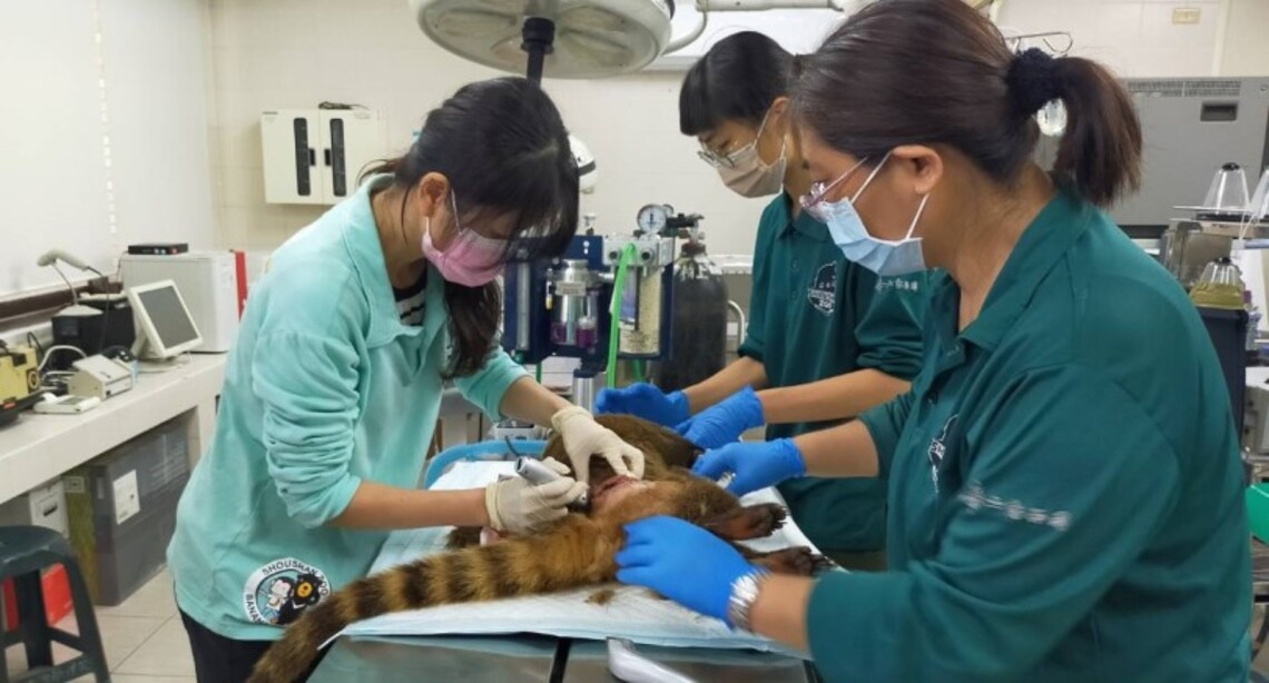 動物園長鼻浣熊意外 保育員震驚不捨 未來將加強關注