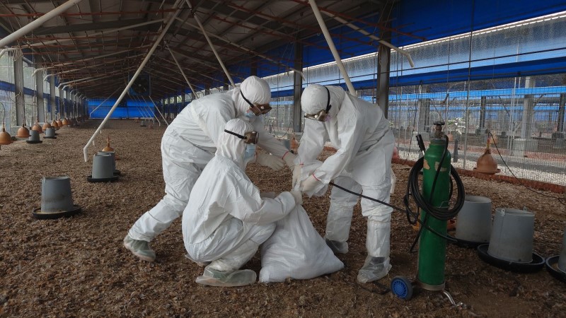 臺南土雞場檢出禽流感 動保處即時處置積極防堵疫情