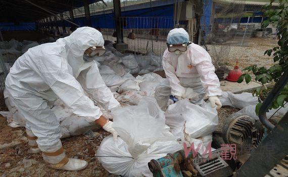 台南土雞場檢出禽流感 撲殺37,359隻「古早雞」