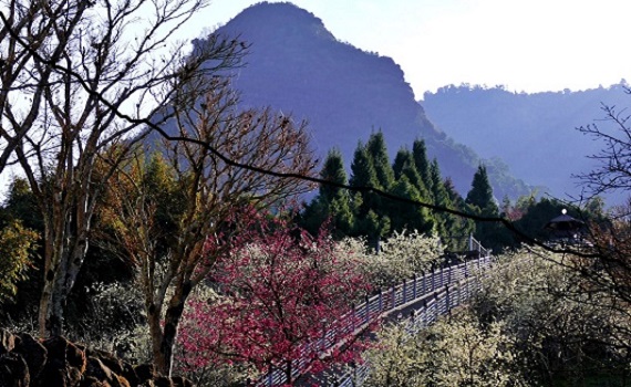 梅山寒溪呢森林人文叡地 白紅櫻花爭奇鬥艷