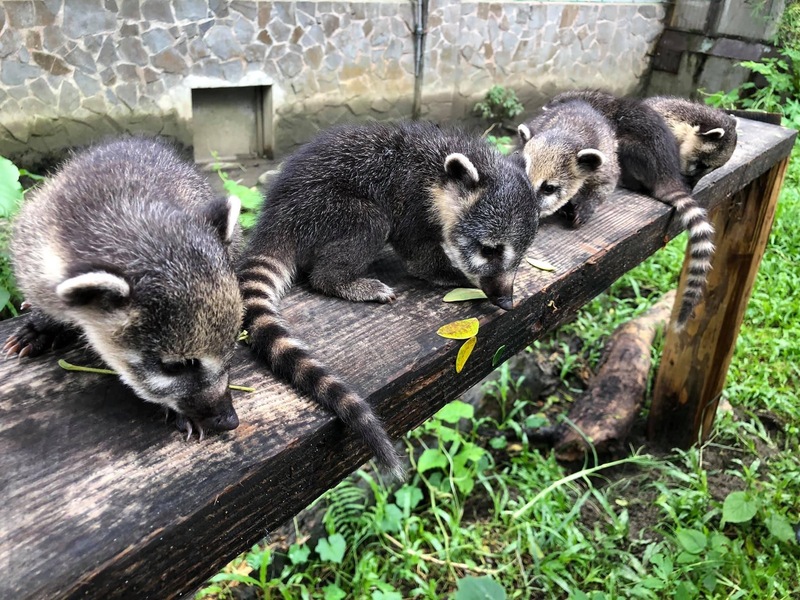 漾新聞|動物園長鼻浣熊被咬死引爆藍綠「極度無恥」之爭 國民黨:反對民進黨用粗暴言語壓制人民聲音