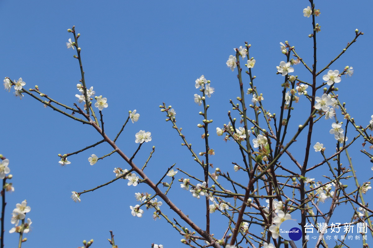 不少梅樹花朵花苞間雜令人眼花。(記者扶小萍攝)