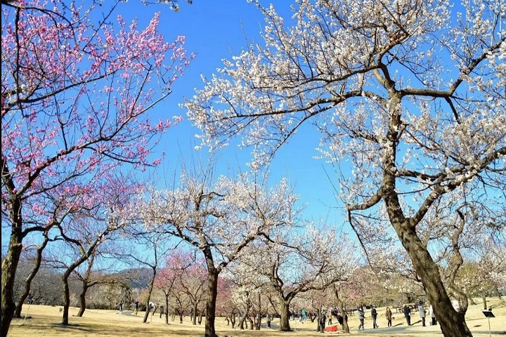 位於神奈川縣小田原市的小田原花園中的「溪流梅園」現在梅花正美。 圖:西武造園株式會社/提供