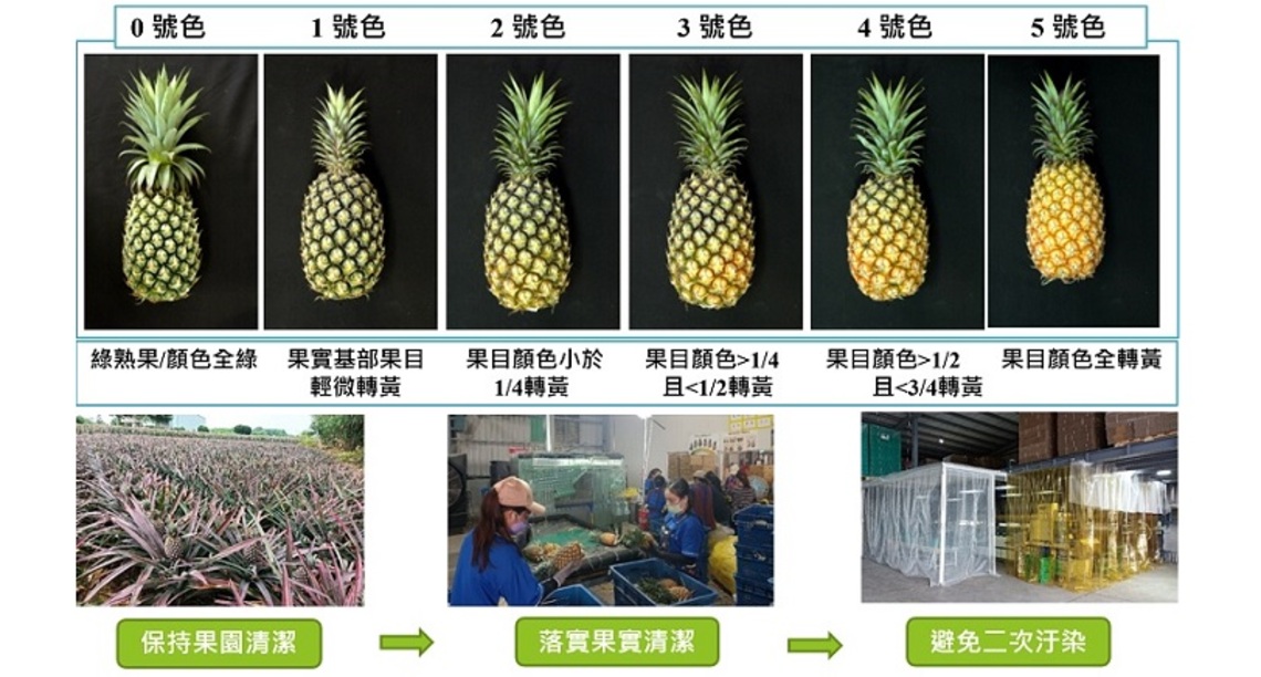 打通鳳梨產業任督二脈 助攻外銷國際市場
