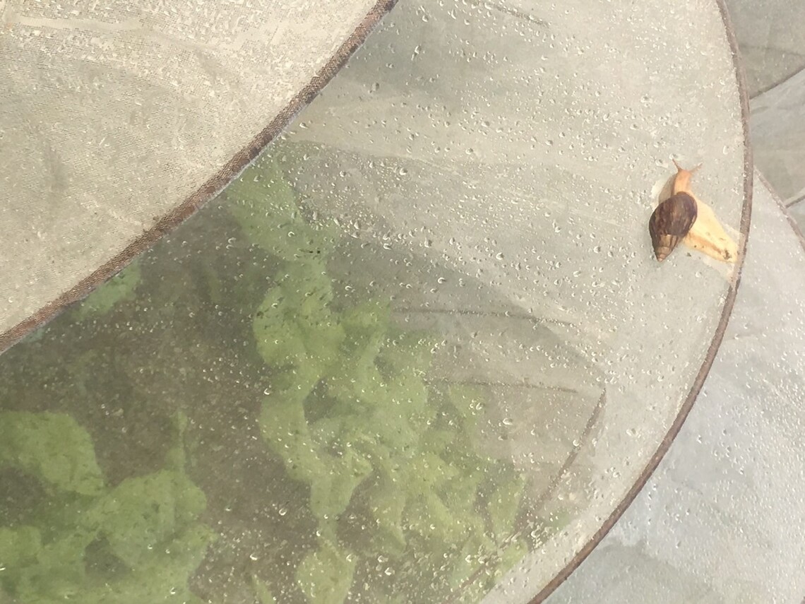 蝸牛是珍饈還是農夫仇敵?