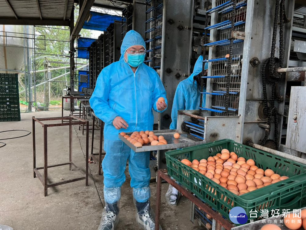 桃園市政府呼籲畜牧場加強防疫管理,民眾無需搶購屯蛋。