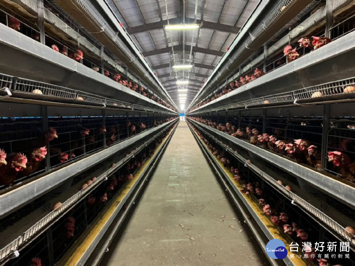 桃園市政府呼籲畜牧場加強防疫管理,民眾無需搶購屯蛋。