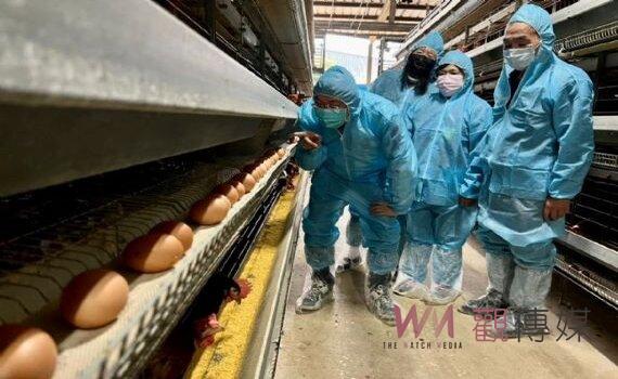 桃市府籲畜牧場加強防疫管理  市民毋需搶購屯蛋