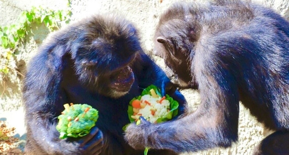 壽山動物園浪漫來襲！特製情人節蔬果花束讓動物享用
