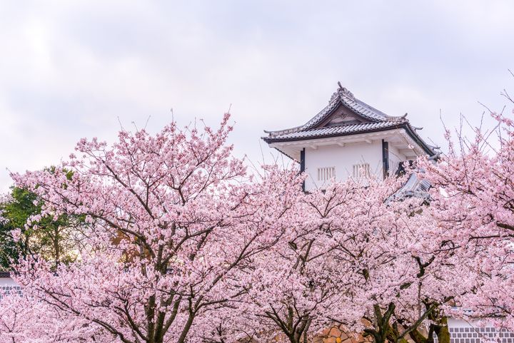 春季限定／日本三大玩賞體驗 雪壁、櫻花、採草莓！ 
