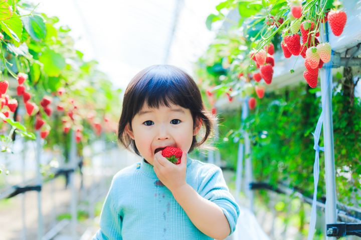 春季限定／日本三大玩賞體驗 雪壁、櫻花、採草莓！ 