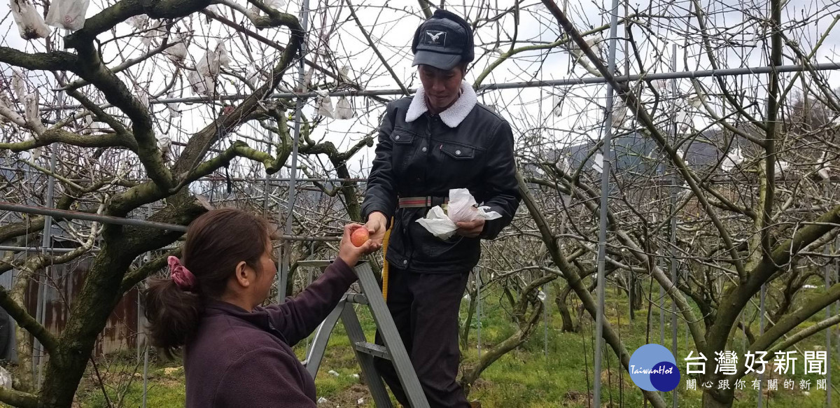 阮文歌以移工身分來臺,因緣際會下,到梨山工作,與石氏嫩相戀。