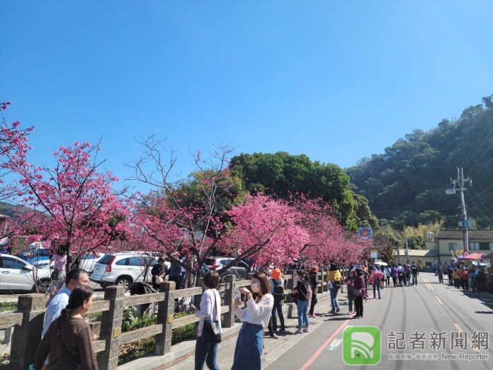 泰安櫻花季18日開跑 大甲警分局規劃交管