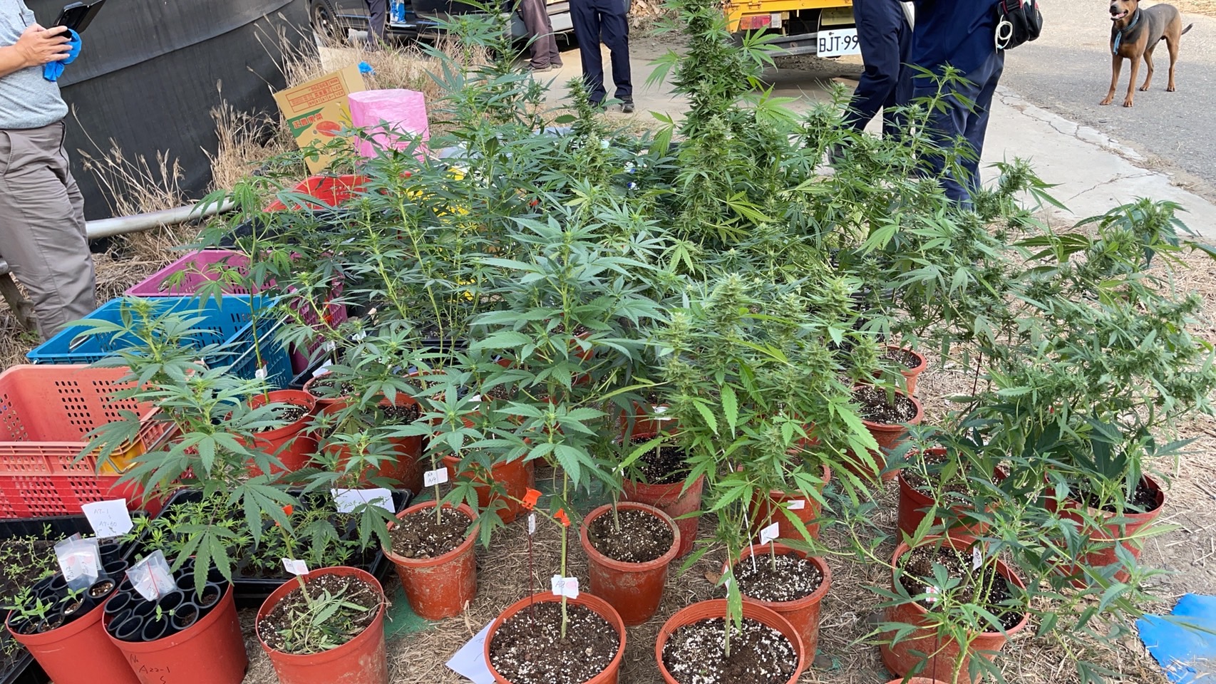 警方越區抓大麻成功逮捕嫌犯