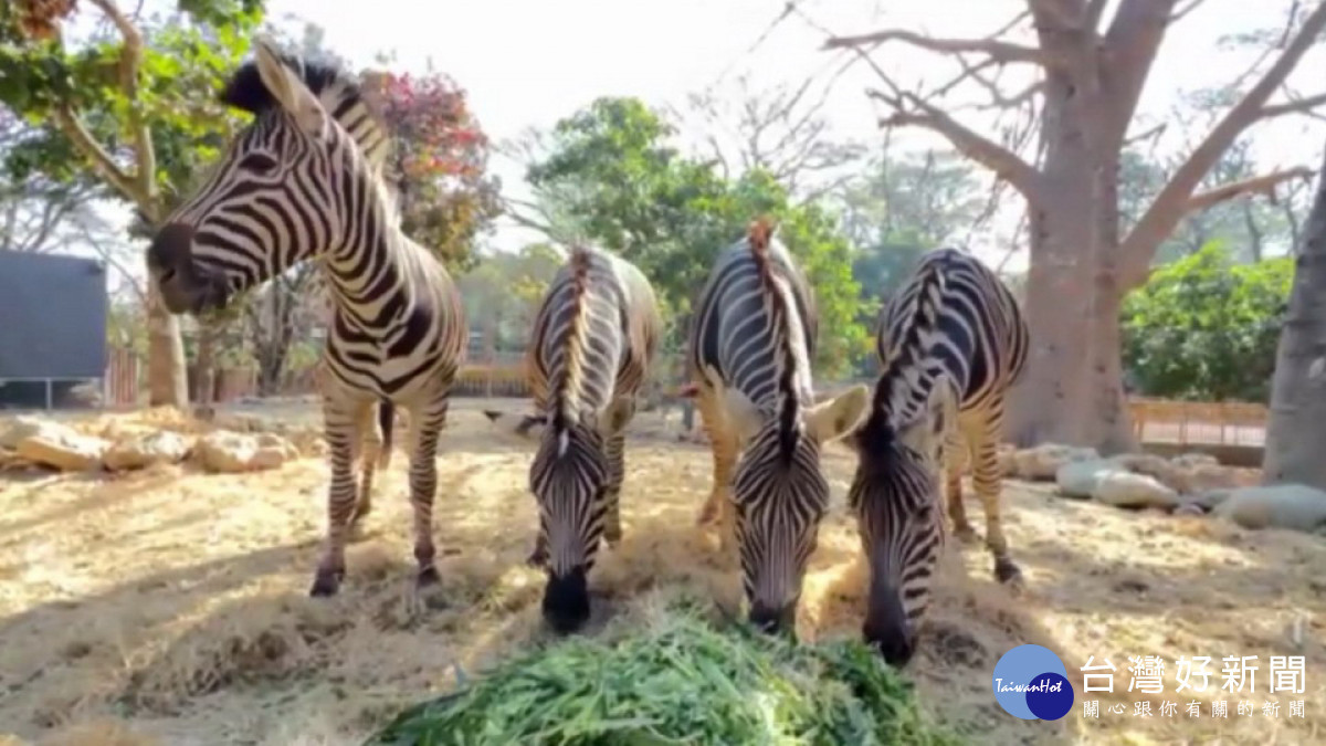 ▲高市觀光局表示，動物園運動經費絕非僅有100多萬。（圖／記者 許高祥 翻攝）